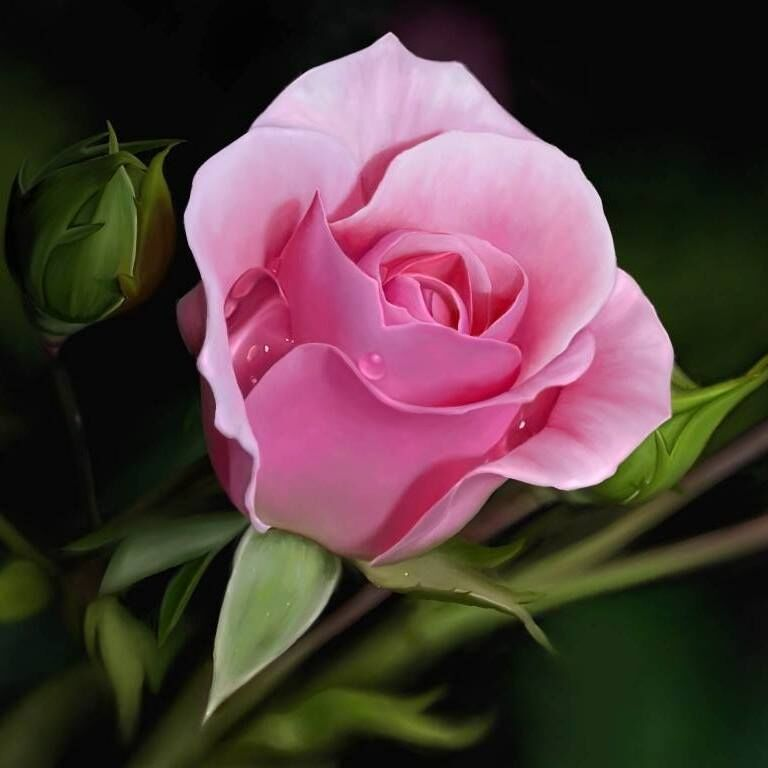 Pink rose illustration representing promise, hope, and new beginnings